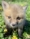 Image of a baby fox in WEST Wildlife Rehab